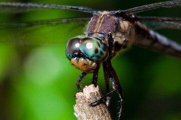 close up of a blue eyed dragonfly