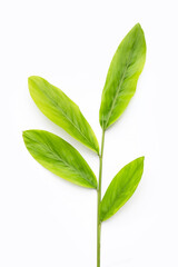 Fresh galangal leaves on white