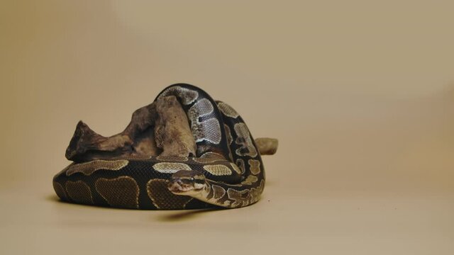 Royal Python or Python regius on wooden snag in studio against a beige background. A snake with a spotted pattern crawling and looking at the camera. Scaly reptile twisted in a curl. Slow motion.