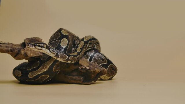 Royal Python or Python regius on wooden snag in studio against a beige background. A snake with a spotted pattern crawling and looking at the camera. Scaly reptile twisted in a curl. Slow motion.