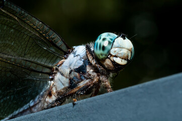 dragonfly macro