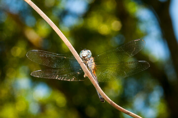 dragonfly on a branch