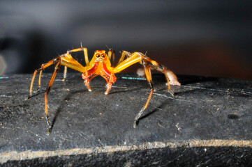 Red and Yellow Spider