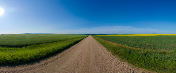 View of a gravel country road leading into the distance with farm fields along the sides with canola flowers.
