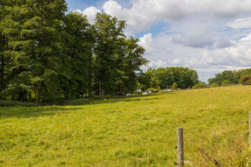 Fototapeta na wymiar Beautiful view of cows resting in shade of trees. Sweden. 