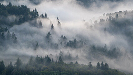 Cloud forest. Fog drifts through the Black Forest after a summer thunderstorm. - obrazy, fototapety, plakaty