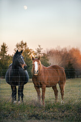 Portrait of two horses in a pasture with the moon in the background. Whole body shot standing behind wire fence in the country.