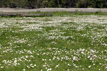 white chamomile flowers blooming in a field