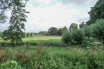 landscape with trees and clouds