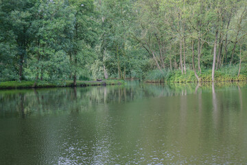 lake in the forest