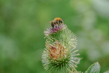 bee on a flower
