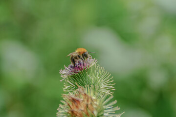 bee on a flower
