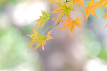 紅葉