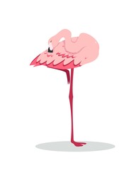 Pink Flamingo standing on one leg and Sleeping