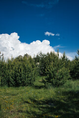 clouds over forest