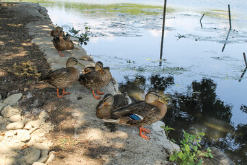 FAMILY OF DUCK on beautiful  river West Morava in Serbia