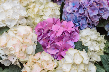 Blossoming flowers of Colorful Hydrangea. Vivid natural summer background