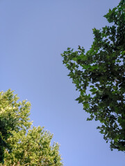 Sky Between Two Trees