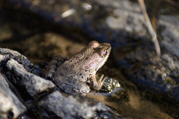frog in the water