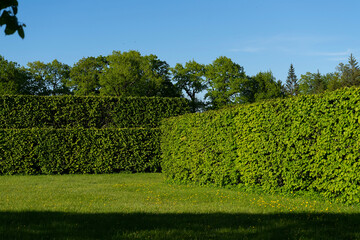 Scenery. Beautiful trimmed bushes and trees