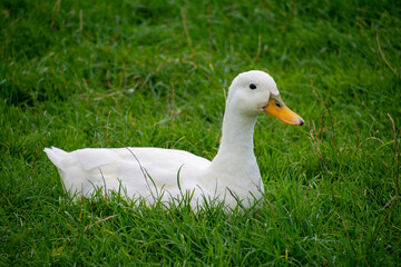 White goose resting on green grass.