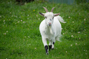 Obraz premium A young white goat looking towards camera.