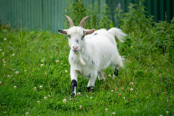 Obraz premium A goat walking through grass.