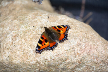 Fototapeta na wymiar Closeup of a Butterfly on a rock.