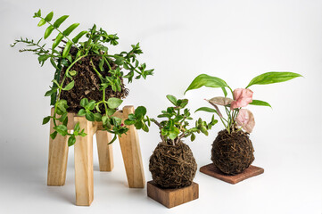 Kokedamas on wooden supports, plant inside coconut fibers ball, DIY japanese home gardening, white...