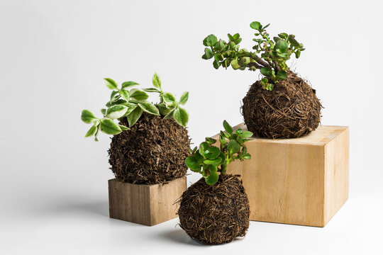 Kokedamas on wooden boxes, plant inside cocunut fibers ball, DIY japanese home gardening, white background