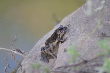 frog on the stone
