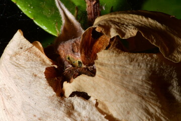 FLOR SECA