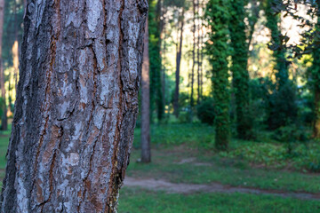 Tropical pine tree forest, trees in a southern hardwood forest in Antalya Turkey. National Parks, walking path in the forest.