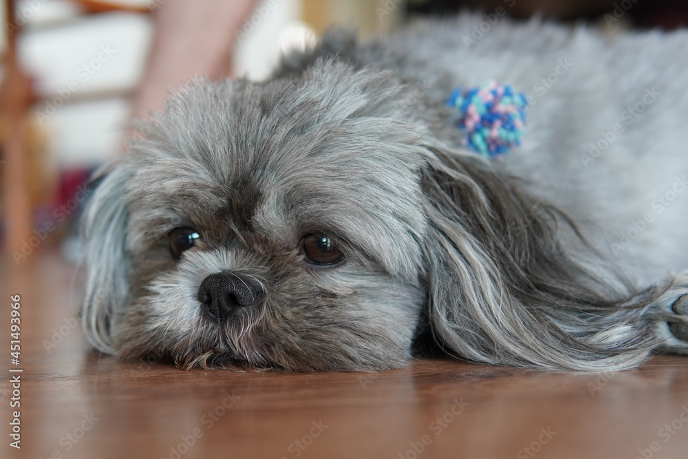 Wall mural Closeup shot of Shih Tzu or Shih Tzu dog breed