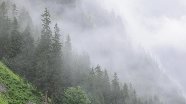 Mist in the fir tree forest of the Austrian Alps - great mountain view - travel photography