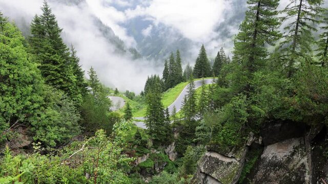 Mist in the fir tree forest of the Austrian Alps - great mountain view - travel photography