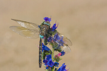 young dragonfly sitting on a plant