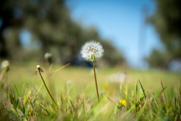 dandelion in the park