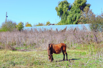 Naklejka premium Horse on the meadow with dry plants . The horse grazes near the greenhouse