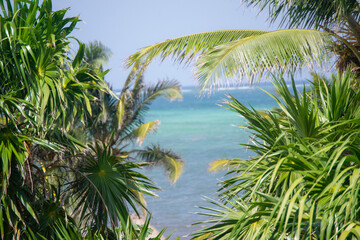 Fototapeta premium palm trees on blue sky background