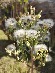 flowers of a tree
