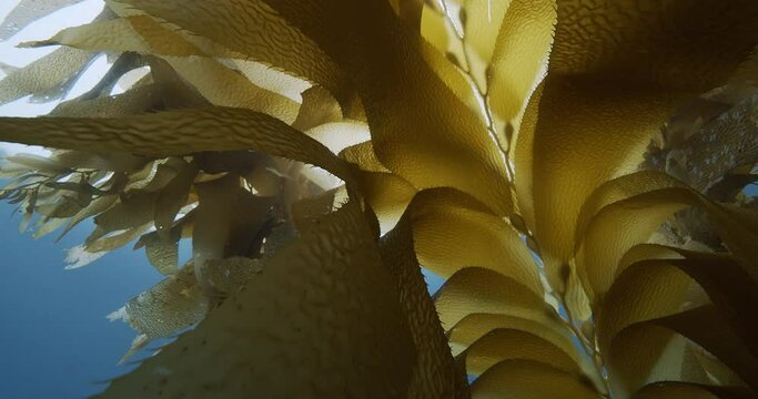 Giant brown kelp in surge close up zoom view.