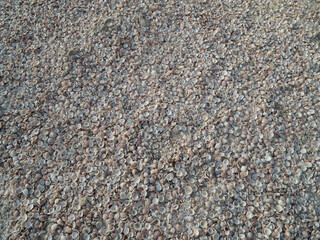 Seashell beach closeup from above