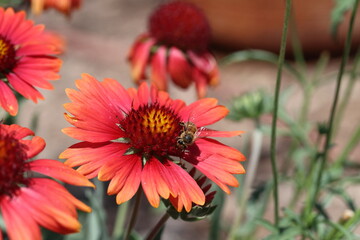 Bee close up on Gaillardia blanket flower 4