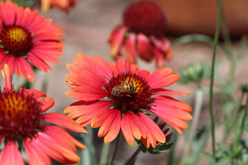 Bee close up on Gaillardia blanket flower 3