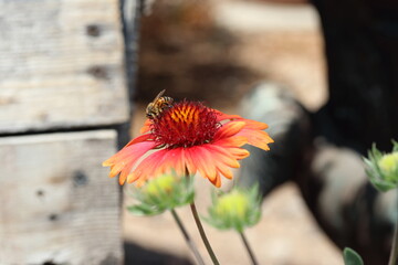 Bee close up on Gaillardia blanket flower 2