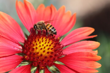 Bee close up on Gaillardia blanket flower 