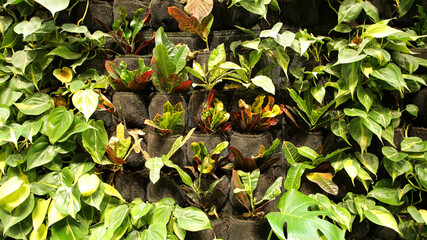 Jardín vertical, Centro cívico de Tabacalera, Santander, Cantabria, España