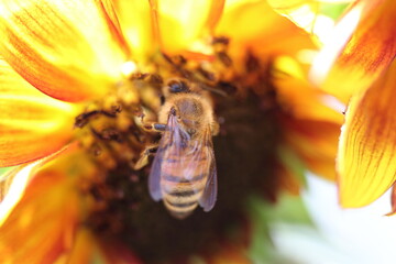 Bee Close up on a sunflower