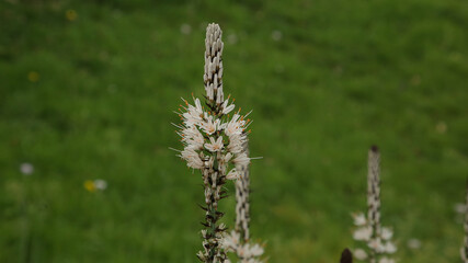 Asfódelo, varilla de San José, gamoncillo o gamón blanco, Cantabria España